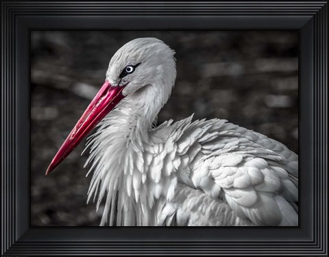 Framed Stork V Print