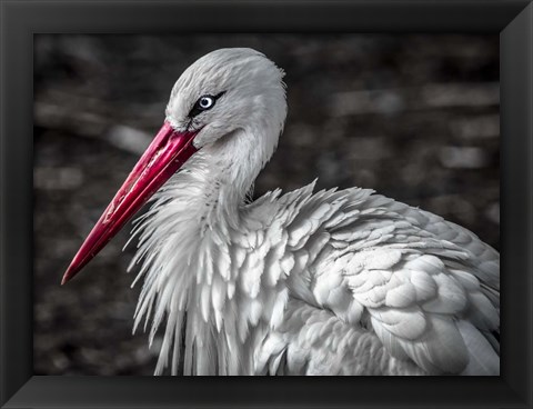 Framed Stork V Print
