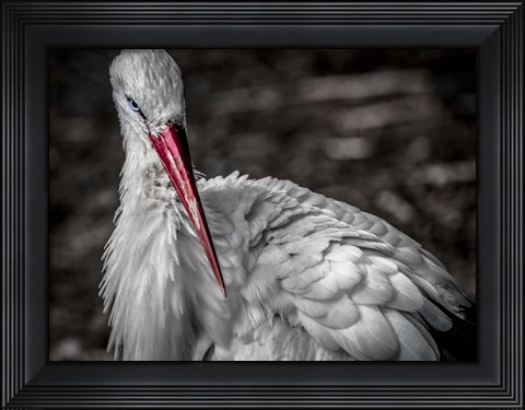 Framed Stork VI Print