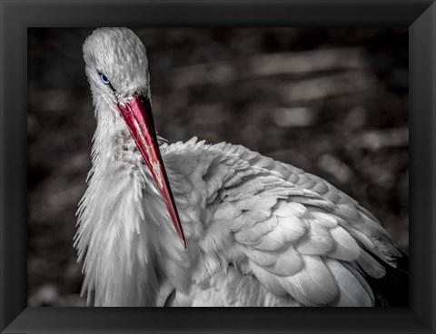 Framed Stork VI Print