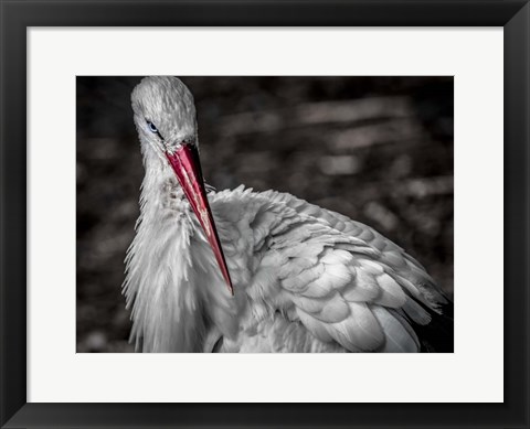 Framed Stork VI Print