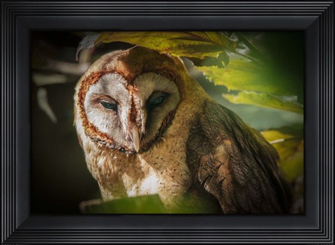 Framed Tawny Owl Print