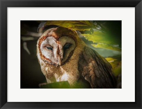 Framed Tawny Owl Print