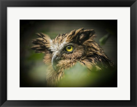 Framed Wise Owl Print