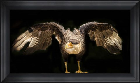 Framed Wings Print