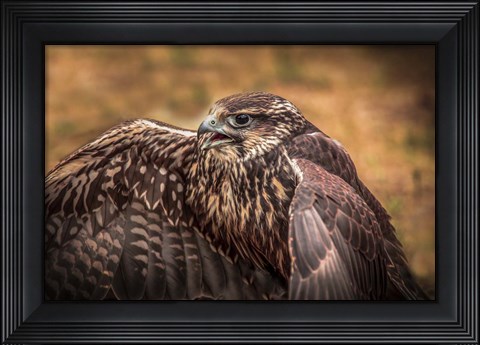 Framed Wings Print