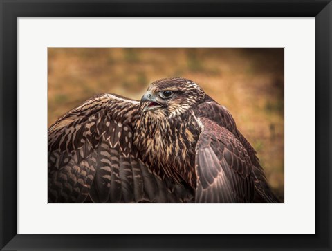 Framed Wings Print