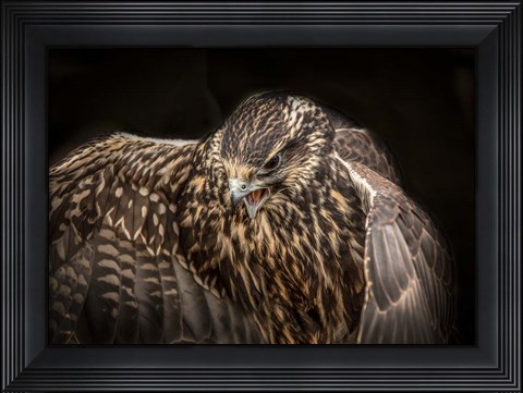 Framed Wings Print