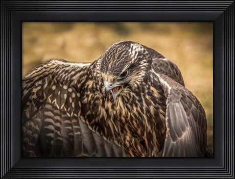 Framed Wings Print