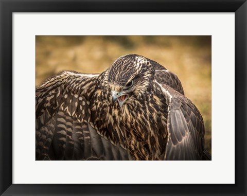 Framed Wings Print