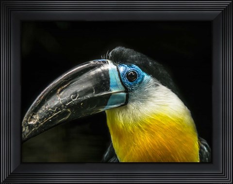 Framed Toucan Print