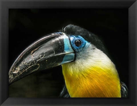 Framed Toucan Print