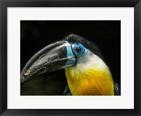 Framed Toucan Print