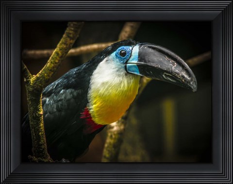 Framed Toucan II Print