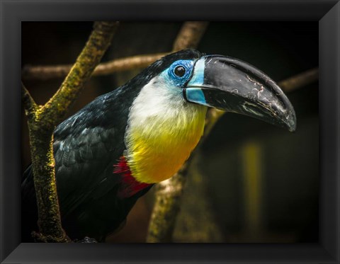 Framed Toucan II Print