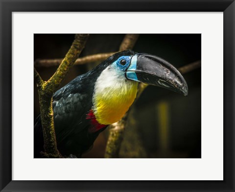 Framed Toucan II Print