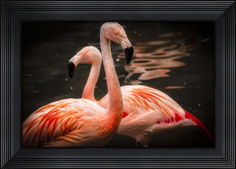 Framed Flamingos Print
