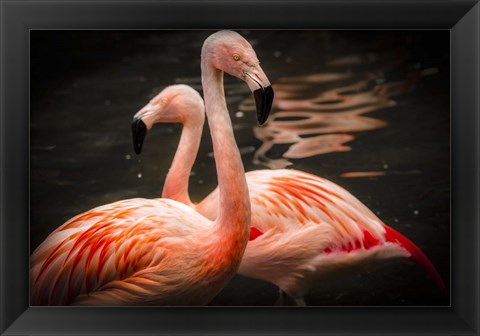 Framed Flamingos Print