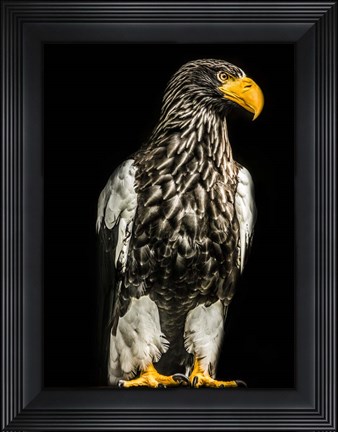Framed Steller Eagle Print