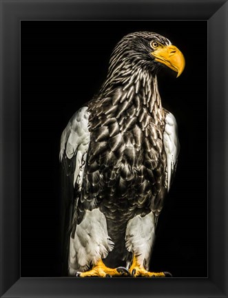 Framed Steller Eagle Print