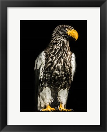 Framed Steller Eagle Print