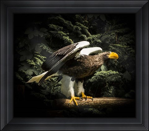 Framed Steller Eagle II Print