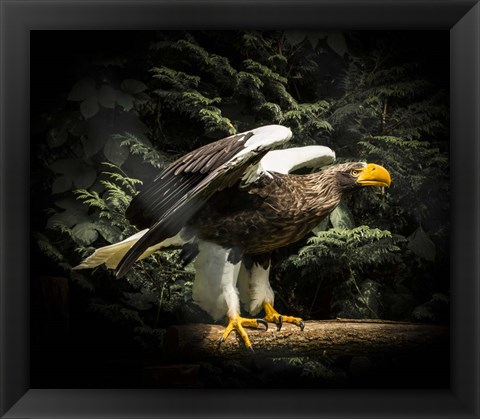 Framed Steller Eagle II Print