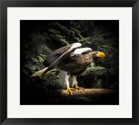 Framed Steller Eagle II Print