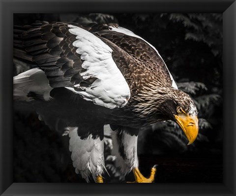 Framed Steller Eagle III Print