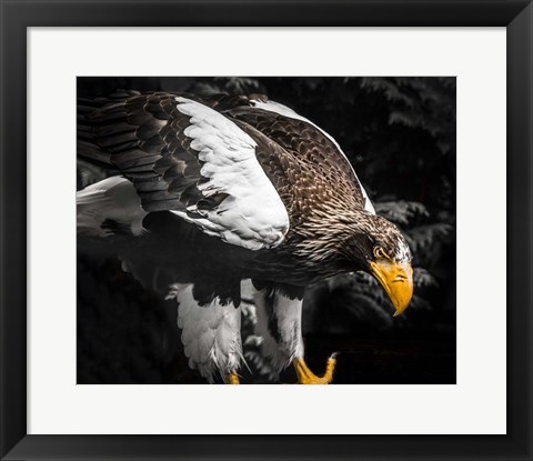 Framed Steller Eagle III Print