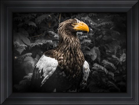 Framed Steller Eagle IV Black Print
