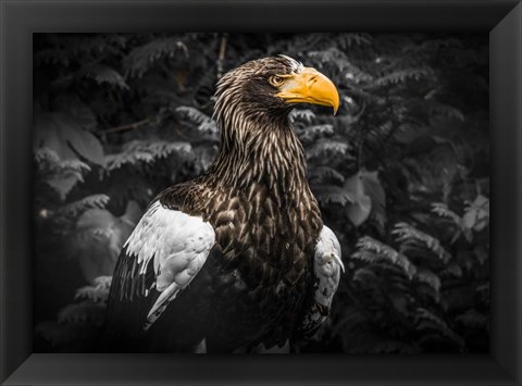 Framed Steller Eagle IV Black Print