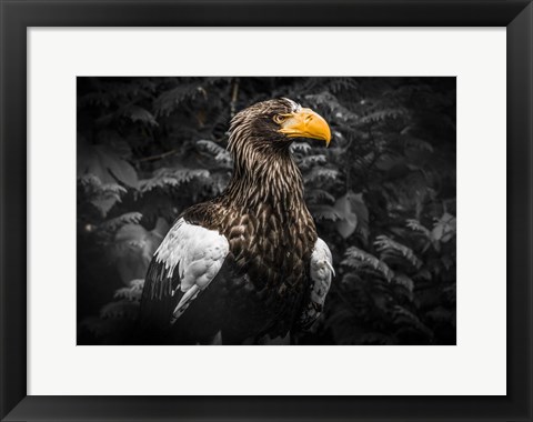 Framed Steller Eagle IV Black Print