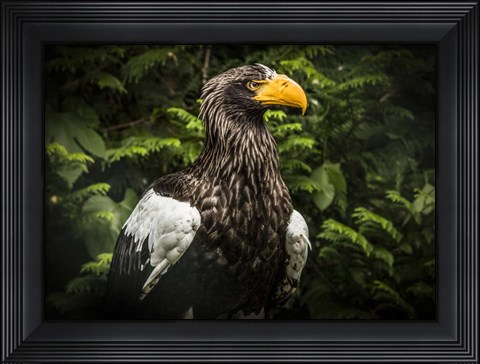 Framed Steller Eagle IV Print