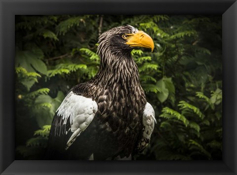 Framed Steller Eagle IV Print