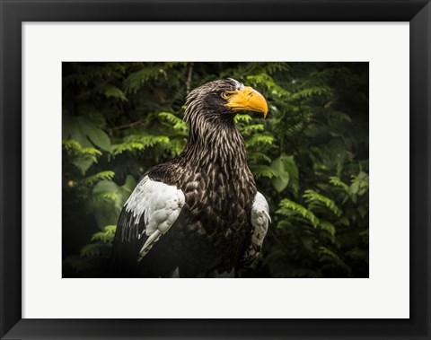Framed Steller Eagle IV Print