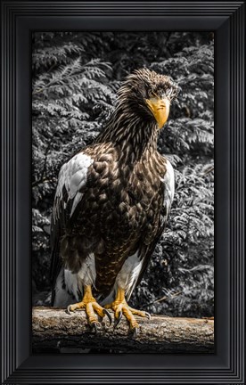 Framed Steller Eagle V crop Print