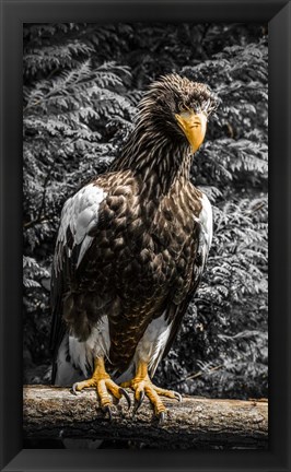 Framed Steller Eagle V crop Print