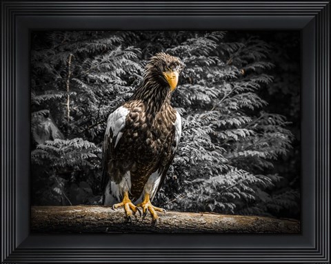 Framed Steller Eagle V Print