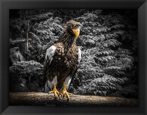 Framed Steller Eagle V Print