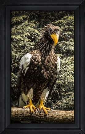 Framed Steller Eagle VI crop Print