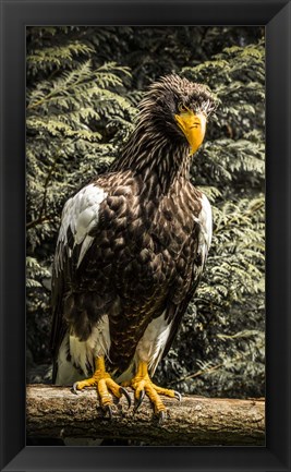 Framed Steller Eagle VI crop Print