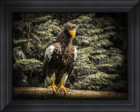 Framed Steller Eagle VI Print