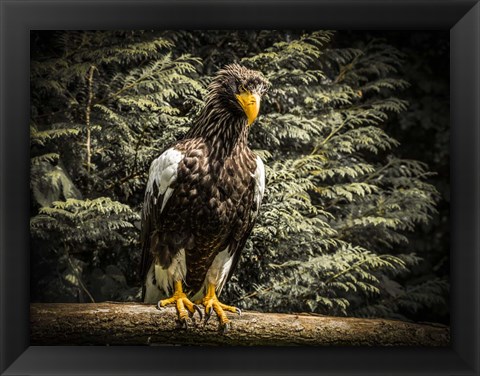 Framed Steller Eagle VI Print