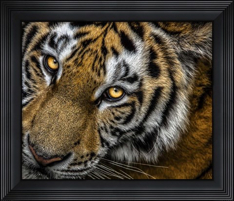 Framed Tiger Close Up Print