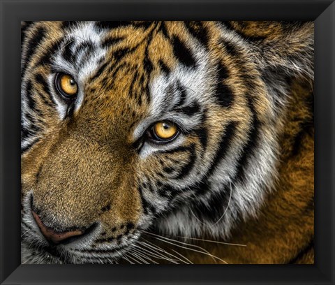 Framed Tiger Close Up Print