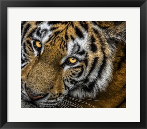Framed Tiger Close Up Print