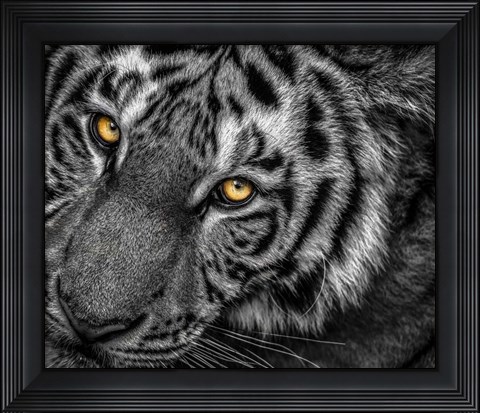 Framed Tiger Close Up Black &amp; White Print