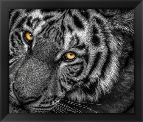 Framed Tiger Close Up Black &amp; White Print