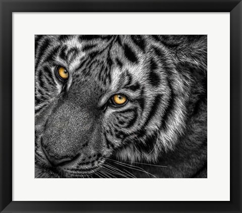 Framed Tiger Close Up Black &amp; White Print